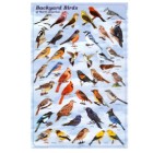 Backyard Birds Poster — $