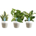 Indoor Plant Trio — $