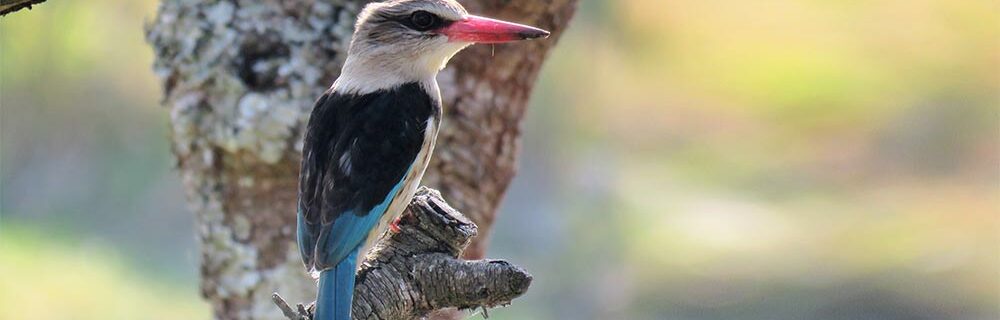 27 Best Gifts For Bird Lovers – Memorable & Unique Ideas (2025)