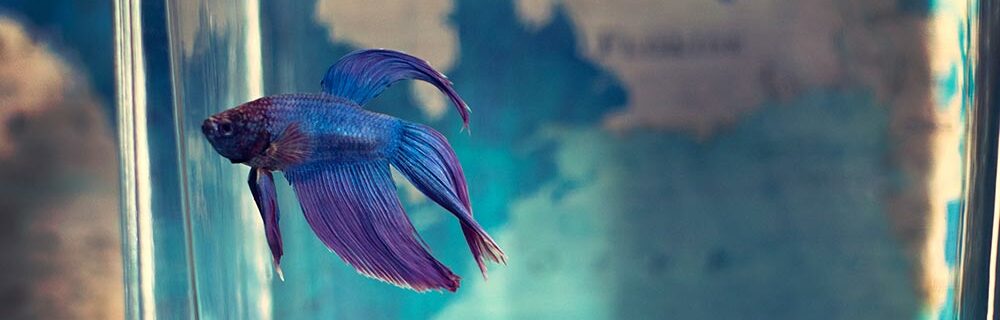 fish swimming in aquarium