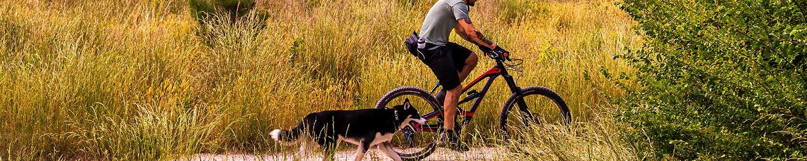 Bike riding with dog in north carolina
