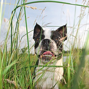 Boston terrier exploring tall grass