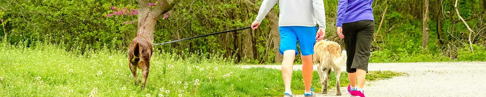 Couple walking dogs in missouri