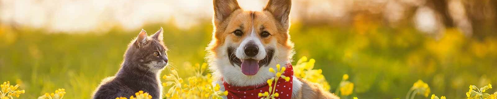 Dog and cat enjoying the outdoors