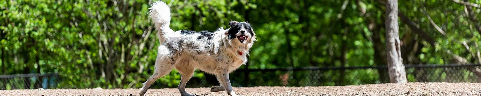 Dog enjoying a stroll in Atlanta Georgia