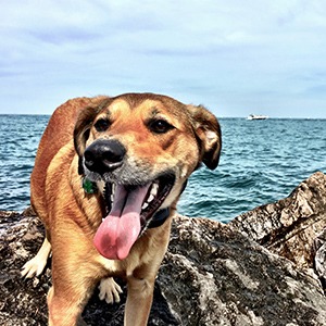 Dog enjoying the lake in michigan
