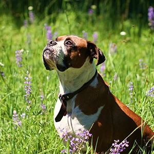 Dog in Montana Crazy mountains