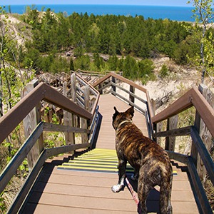 Dog in Sand-Dunes National ParkIndiana