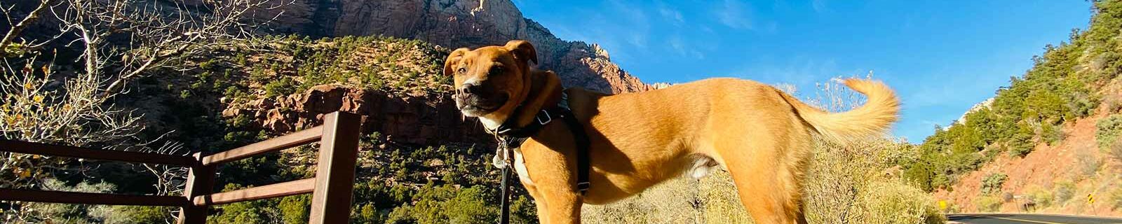 Dog in Utah with beautiful background