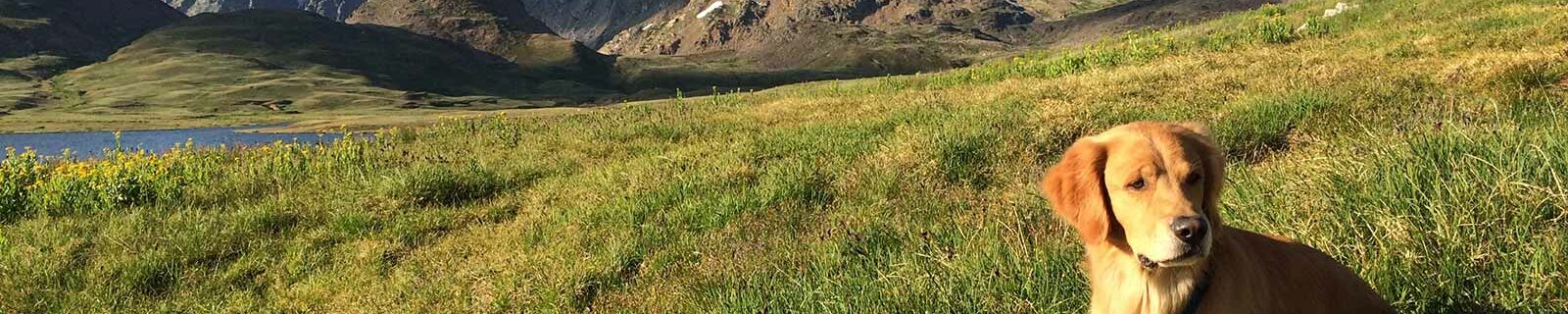 Dog in mountains of Montana
