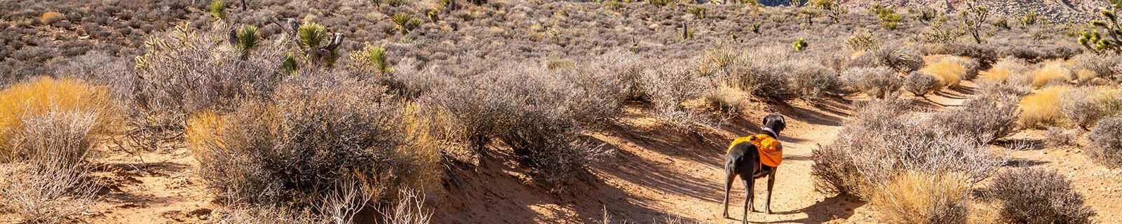 Dog in nevada outdoors