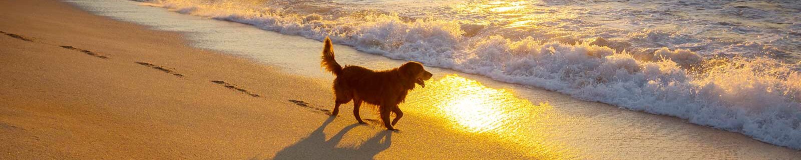 Dog on beach walking