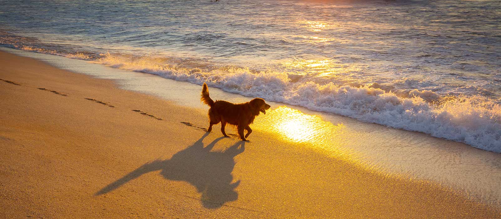 4 Best Hawaii Pet Insurance for Dogs & Cats (2024 Reviews)