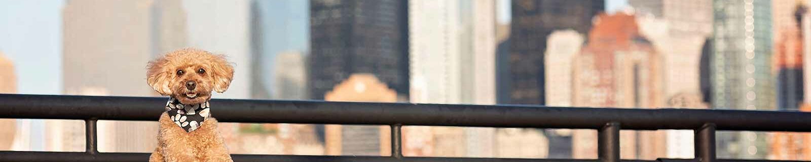 Dog on bench in New Jersey