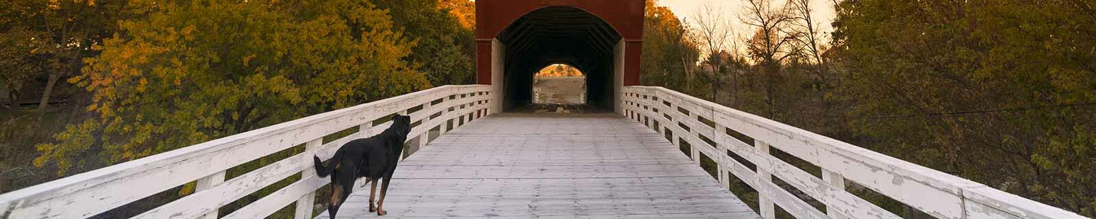Dog on famous bridge of madison county