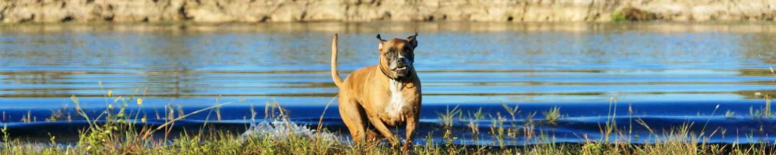 Dog playing by swamp