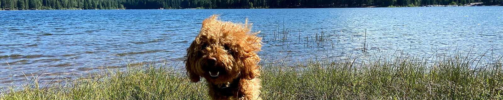 Dog playing near lake Siskiyou, California