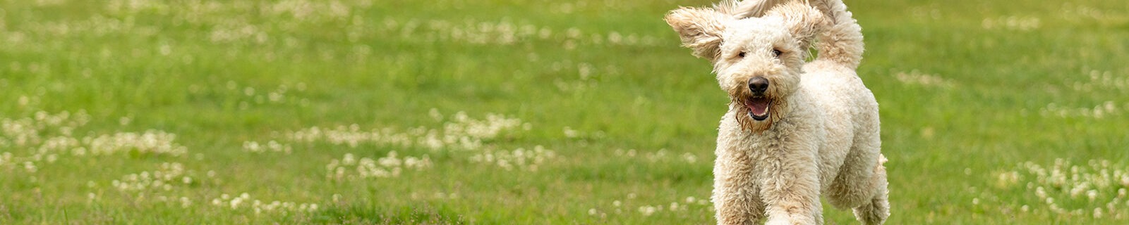 5 Best Michigan Pet Insurance for Dogs & Cats (2025 Reviews)