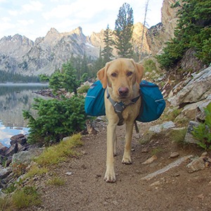 Dog walking in the idaho mountains