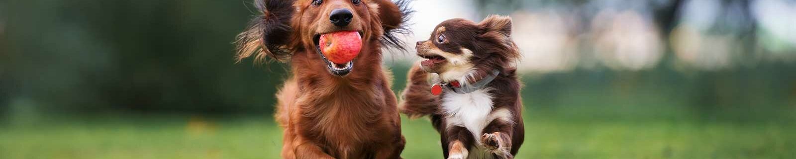 Dogs running in field