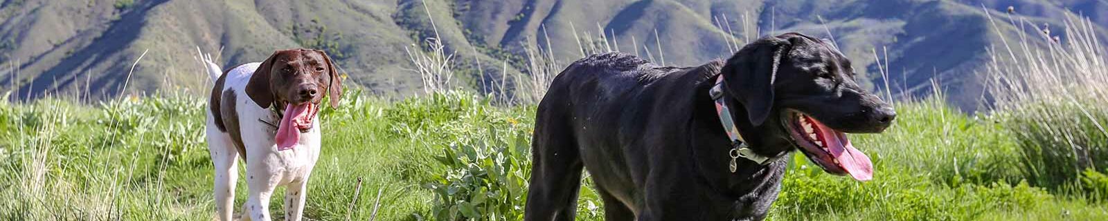 Dogs walking foothills in Idaho