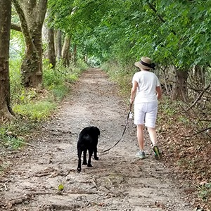 Forest walk with dog