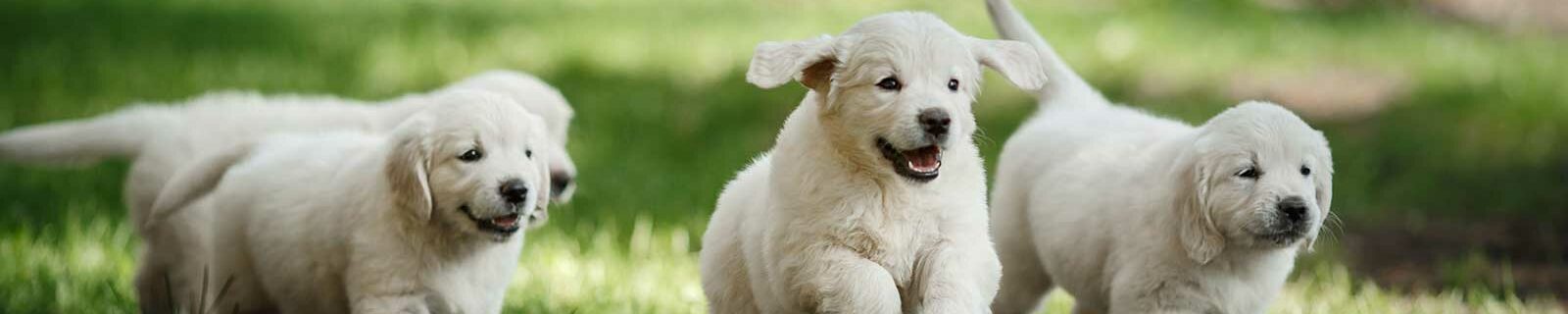 Puppies running outside