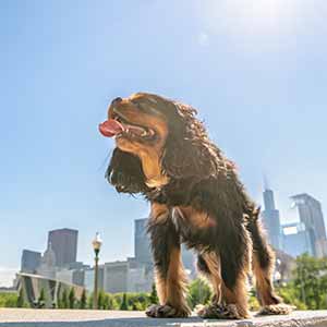 Spaniel enjoying chicago skyline