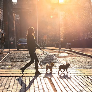 Walking dog in New York