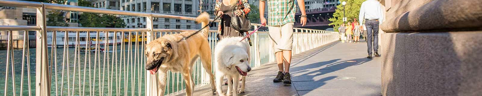 Walking dogs in Chicago