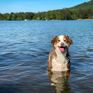 australian-shepherd-swimming-in-Alabama