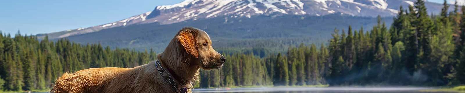 Dog in Oregon mountains