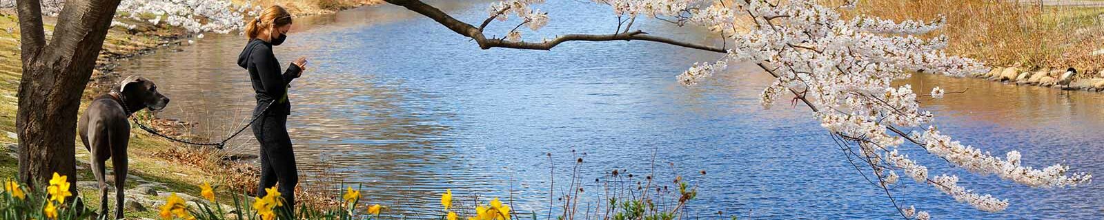 Enjoying flowers in boston with dog