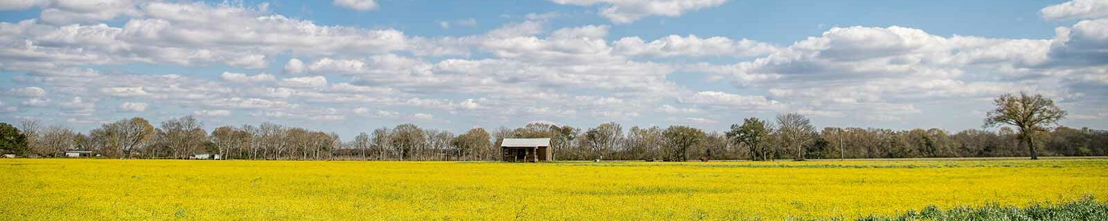 Louisiana countryside