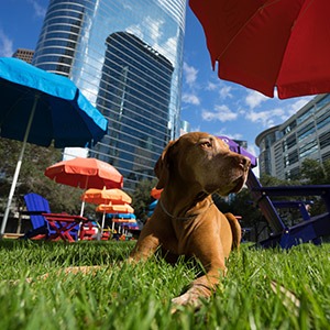 golden vizsla dog in houston texas