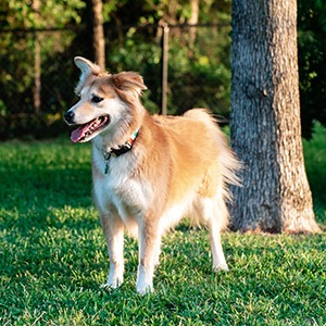 rescue dog in dallas texas