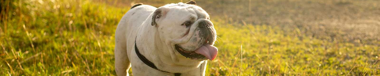 English bulldog out in nature