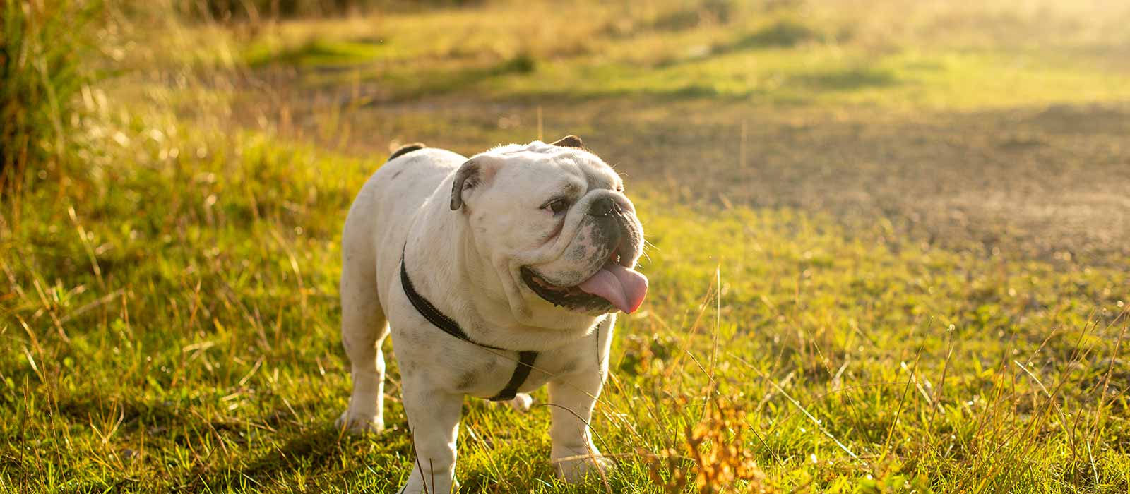 5 Best Pet Insurance for English Bulldogs (2024 Reviews)