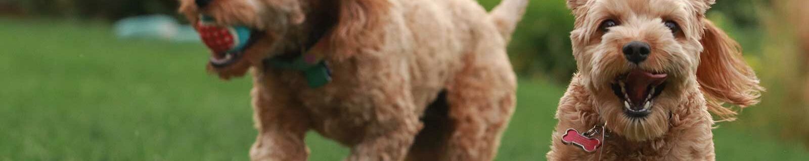 Goldendoodles playing together