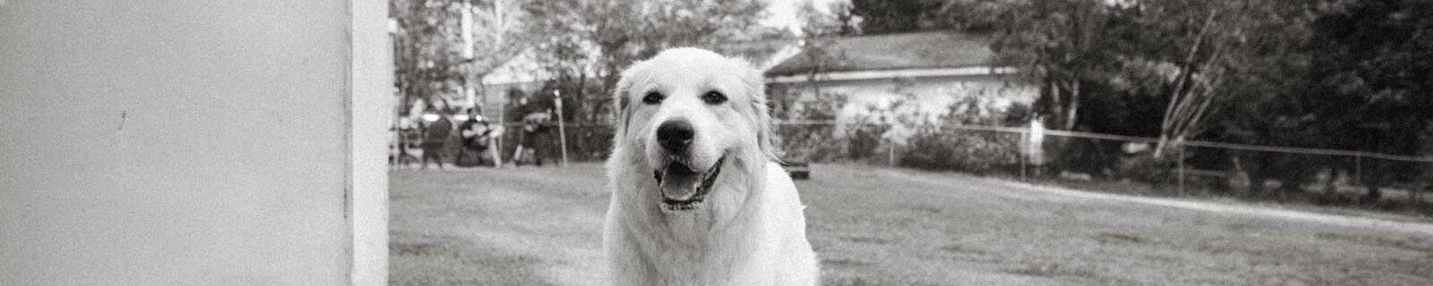 Great Pyrenees dog insurance