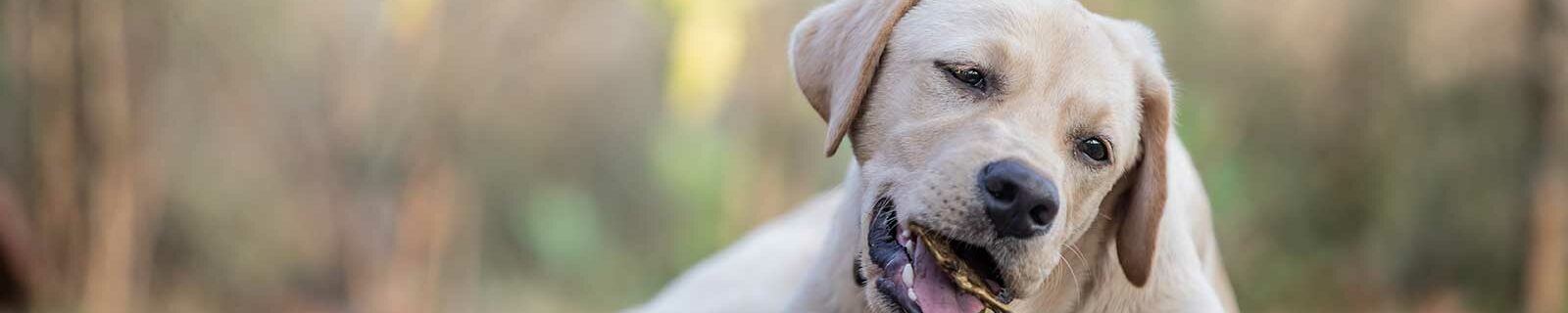 Labrador retriever chewing on a stick