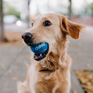 Labrador retriever playing