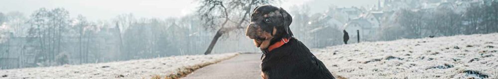 Rottweiler enjoying winter weather