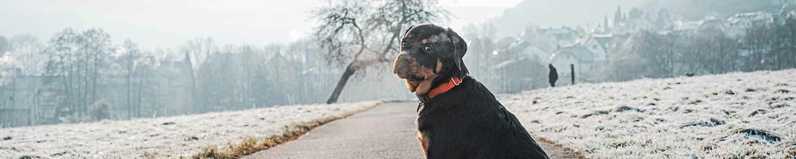 Rottweiler enjoying winter weather