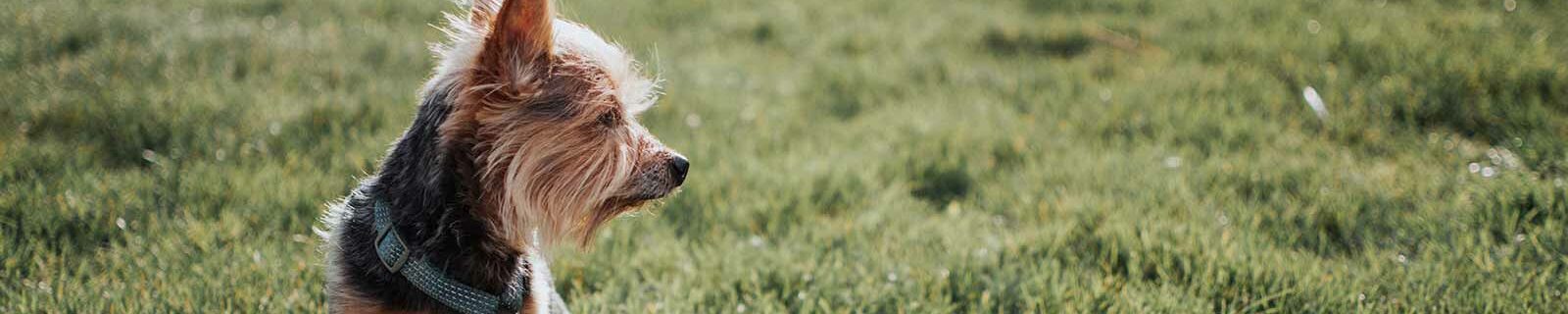 Yorkshir terrier enjoying nature