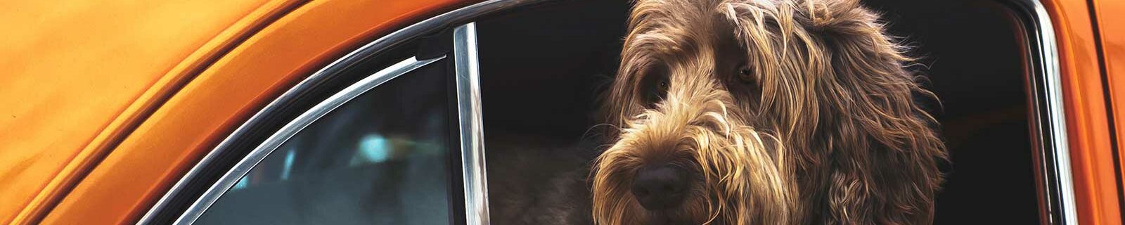 Labradoodle pet insurance