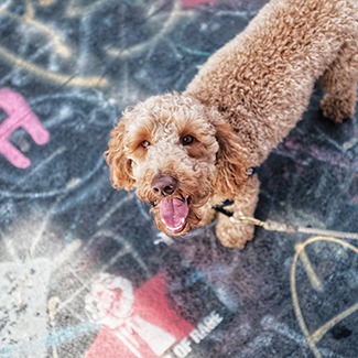 Labradoodle dog insurance
