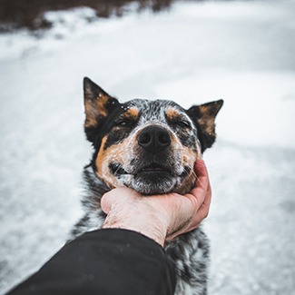 australian cattle dog insurance