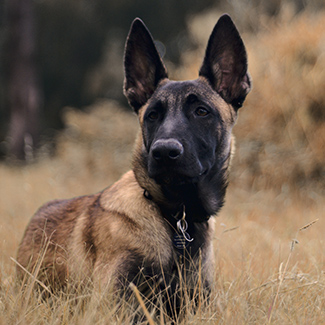Belgian Malinois dog insurance