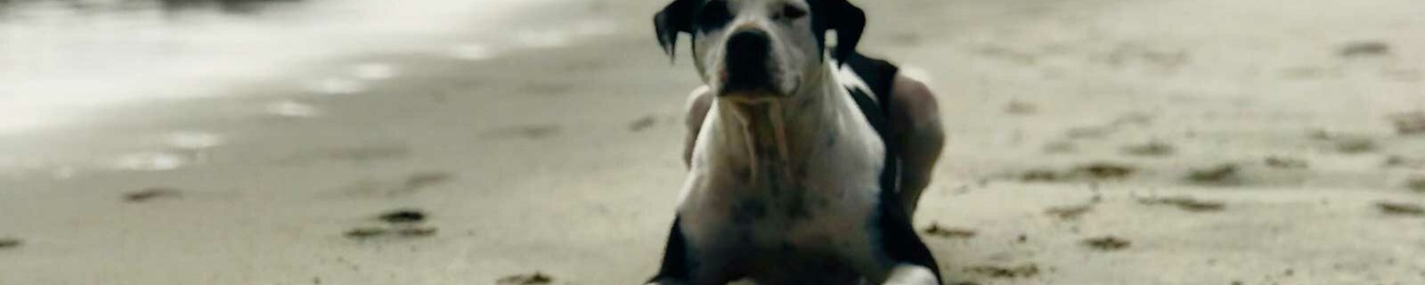 American staffie dog insurance